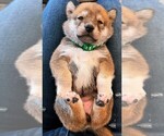 Puppy Green Shiba Inu