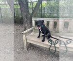 Small #1 Labrador Retriever Mix