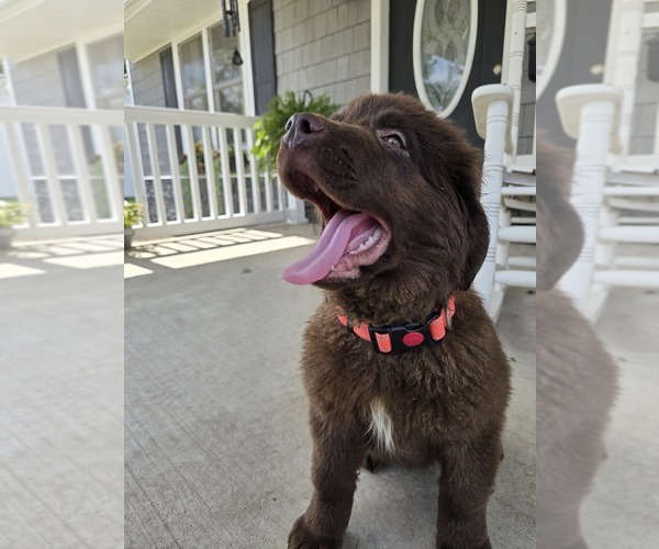Medium Photo #4 Newfoundland Puppy For Sale in TILTON, IL, USA