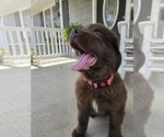 Small #3 Newfoundland
