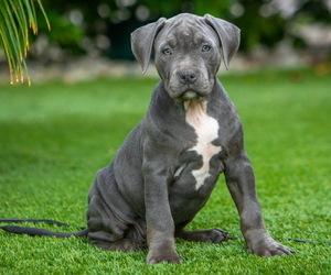 American Bully Puppy for Sale in NORTH HOLLYWOOD, California USA