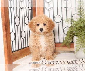 Poochon Puppy for sale in NAPLES, FL, USA