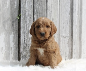Goldendoodle Puppy for sale in MILLERSBURG, OH, USA