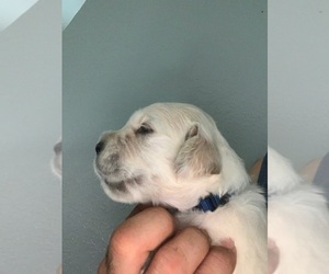 English Cream Golden Retriever Puppy for sale in BLOOMINGTON, CA, USA