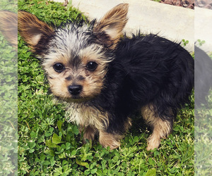 Yorkshire Terrier Puppy for sale in CUPERTINO, CA, USA