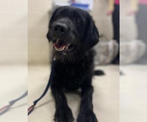 Labrador Retriever-Unknown Mix Dogs for adoption in Center Township, PA, USA