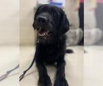 Small Labrador Retriever Mix