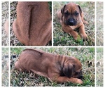Small Photo #1 Rhodesian Ridgeback Puppy For Sale in FORT WORTH, TX, USA