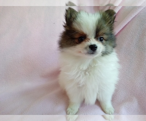 Medium Photo #1 Pomeranian Puppy For Sale in LAUREL, MS, USA