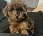 Puppy 2 Dachshund-Poodle (Toy) Mix
