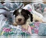 Small Photo #19 Schnauzer (Miniature) Puppy For Sale in NIANGUA, MO, USA
