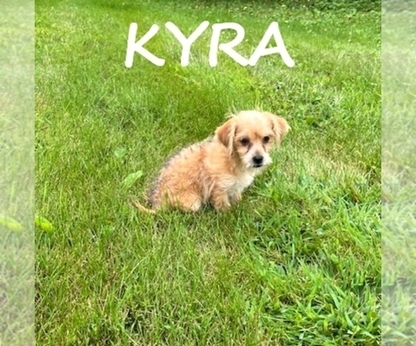 Medium Photo #3 Shorkie Tzu Puppy For Sale in HARTLAND, MN, USA