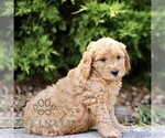 Small #3 Goldendoodle (Miniature)