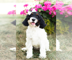 Cock-A-Poo Puppy for sale in MILLERSBURG, IN, USA