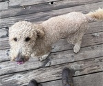 Small Photo #1 Goldendoodle-Shih Tzu Mix Puppy For Sale in KLONDIKE, TX, USA