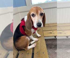 Beagle Dogs for adoption in Dunnellon, FL, USA
