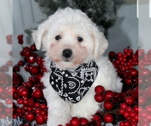 Bichon Frise Puppy for sale in BECKS MILLS, OH, USA