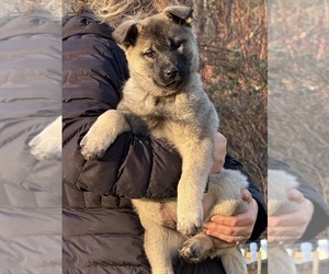 Norwegian Elkhound Puppy for sale in MOUNT VERNON, WA, USA