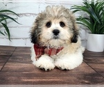 Small Photo #5 Zuchon Puppy For Sale in NAPLES, FL, USA