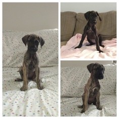 Great Dane Puppy for sale in HINESVILLE, GA, USA