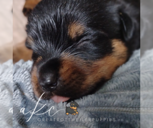 Rottweiler Puppy for sale in FOUR OAKS, NC, USA