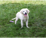 Twinkle - Female Golden Retriever Puppy for Sale - Photo #5