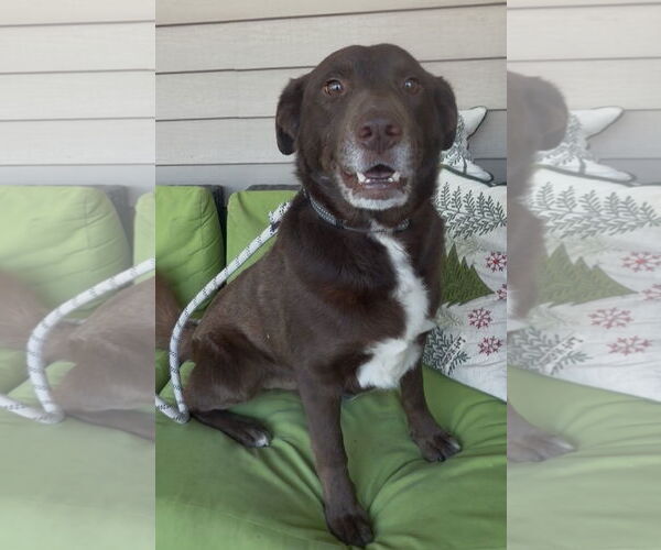 Medium Photo #3 - Mix Puppy For Sale in Newfoundland, PA, USA