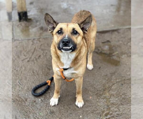 Medium Photo #1 German Shepherd Dog-Unknown Mix Puppy For Sale in Modesto, CA, USA
