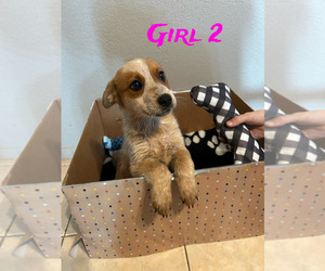 Australian Cattle Dog Puppy for sale in EXETER, CA, USA