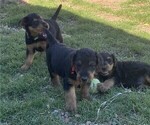 Litter of 5 - Male(s) and Female(s) Airedale TerrierLitter of Puppies for Sale - Photo #6
