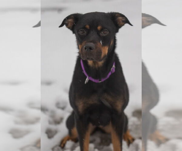 Medium Photo #1 Rottweiler Puppy For Sale in Aurora, OH, USA