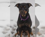 Small Rottweiler