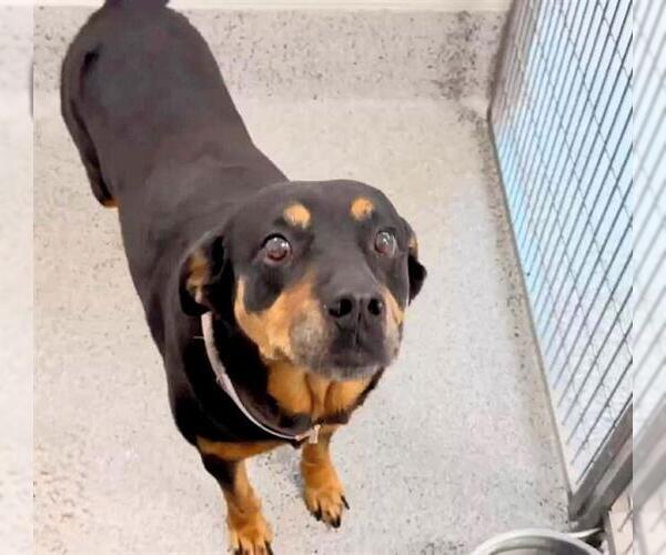 Medium Photo #2 Rottweiler-Unknown Mix Puppy For Sale in Houston, TX, USA