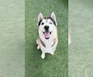 Siberian Husky Dogs for adoption in Downey, CA, USA