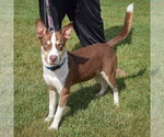 Small #1 Gerberian Shepsky