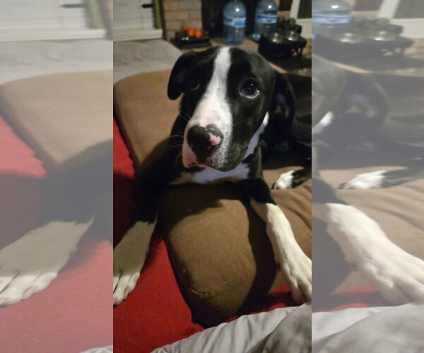 Medium Photo #7 Boxer-Unknown Mix Puppy For Sale in The Woodlands, TX, USA