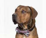 Small American Pit Bull Terrier-Doberman Pinscher Mix