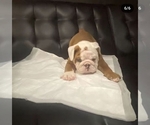 Small #15 English Bulldog