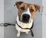 Small American Pit Bull Terrier Mix