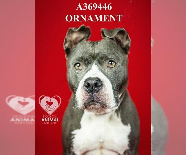 Medium Photo #1 Staffordshire Bull Terrier Puppy For Sale in Stockton, CA, USA