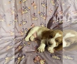 Small Photo #7 Basset Hound Puppy For Sale in GREENLEAF, WI, USA