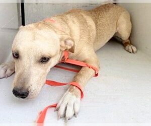 Labrador Retriever-Unknown Mix Dogs for adoption in Houston, TX, USA