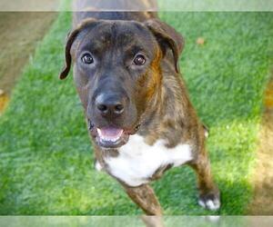 Labrador Retriever-Unknown Mix Dogs for adoption in Tallahassee, FL, USA