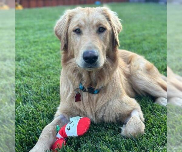 Medium Photo #3 Golden Labrador Puppy For Sale in San Diego, CA, USA