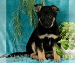 Small Photo #2 German Shepherd Dog Puppy For Sale in PARADISE, PA, USA
