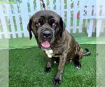 Small Mastiff