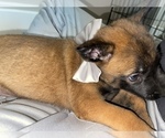 Small Photo #224 Belgian Malinois Puppy For Sale in REESEVILLE, WI, USA