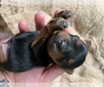 Small Photo #6 Yorkshire Terrier Puppy For Sale in LAKE CITY, FL, USA