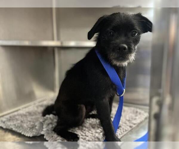 Medium Photo #1 Pug-Unknown Mix Puppy For Sale in Chula Vista, CA, USA