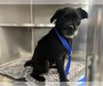 Small Pug Mix